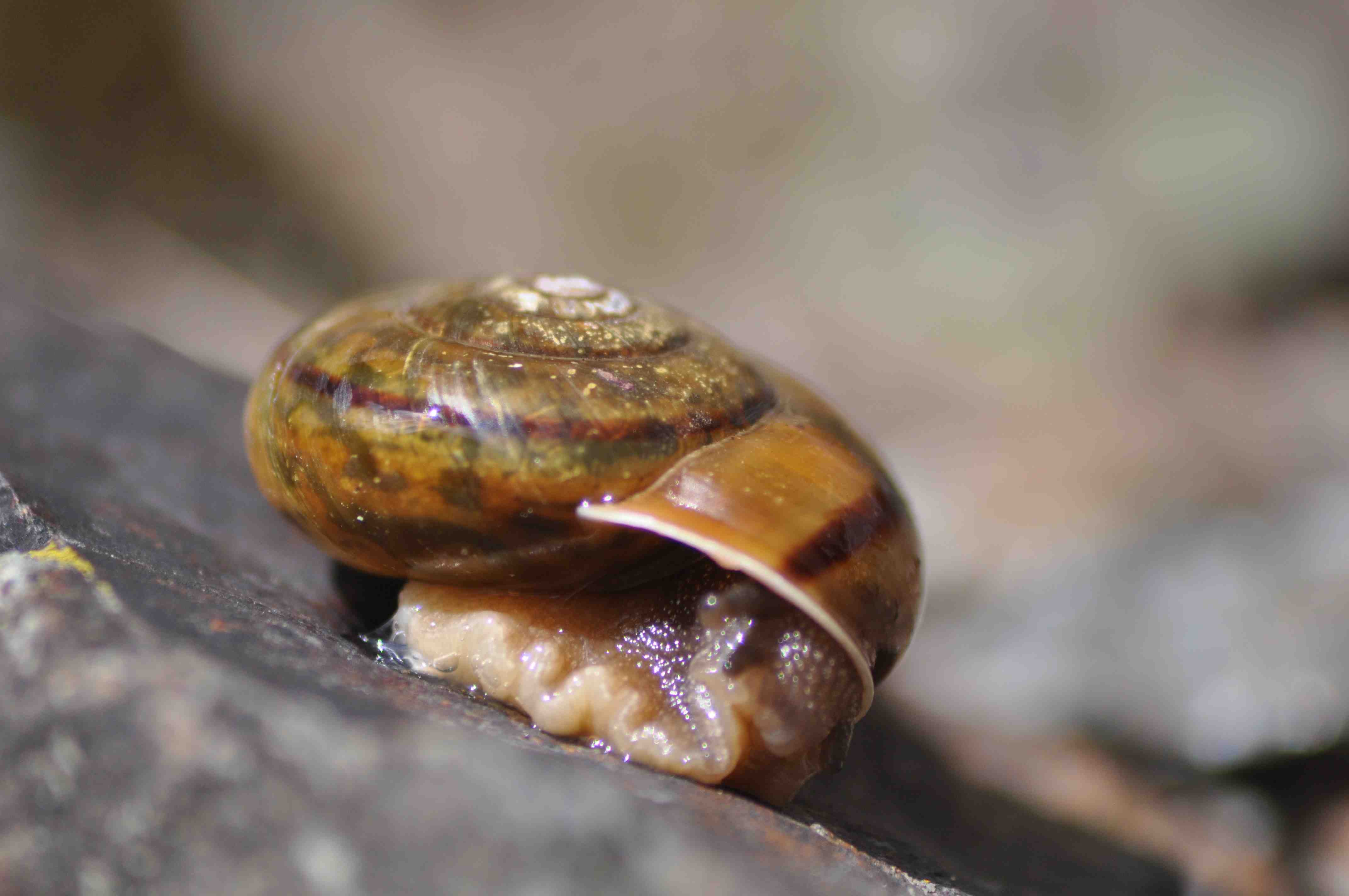 Chiave di lettura genere Chilostoma