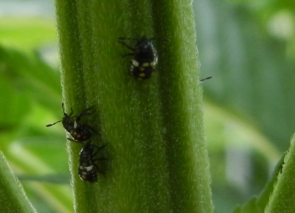 Pentatomidae: Nezara viridula delle Marche (MC), juv.