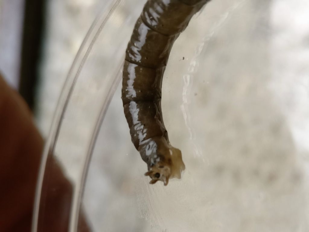 Identificazione larva dittero