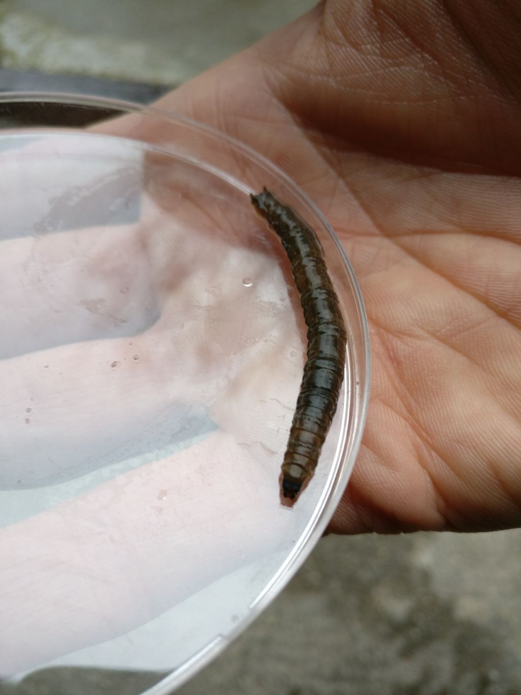 Identificazione larva dittero