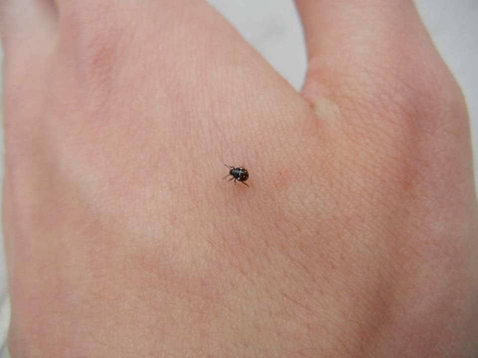 Pentatomidae: Nezara viridula delle Marche (MC), juv.