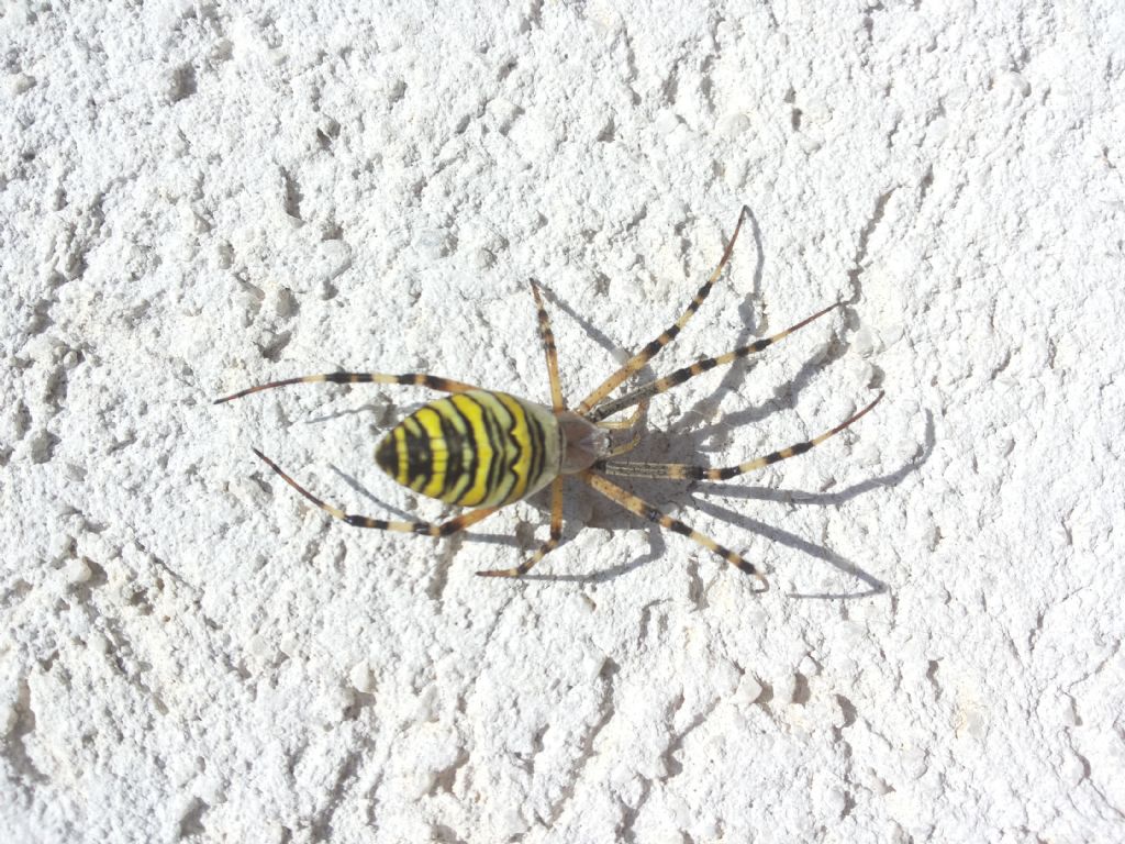 Argiope bruennichi - Medjugorie (Bosnia Herzegovina)
