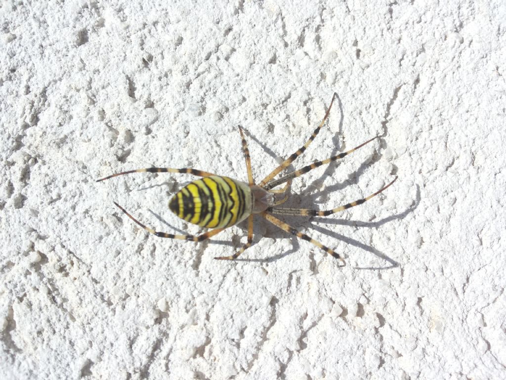 Argiope bruennichi - Medjugorie (Bosnia Herzegovina)