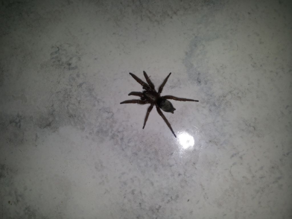 Scotophaeus blackwalli - Montefano (MC)