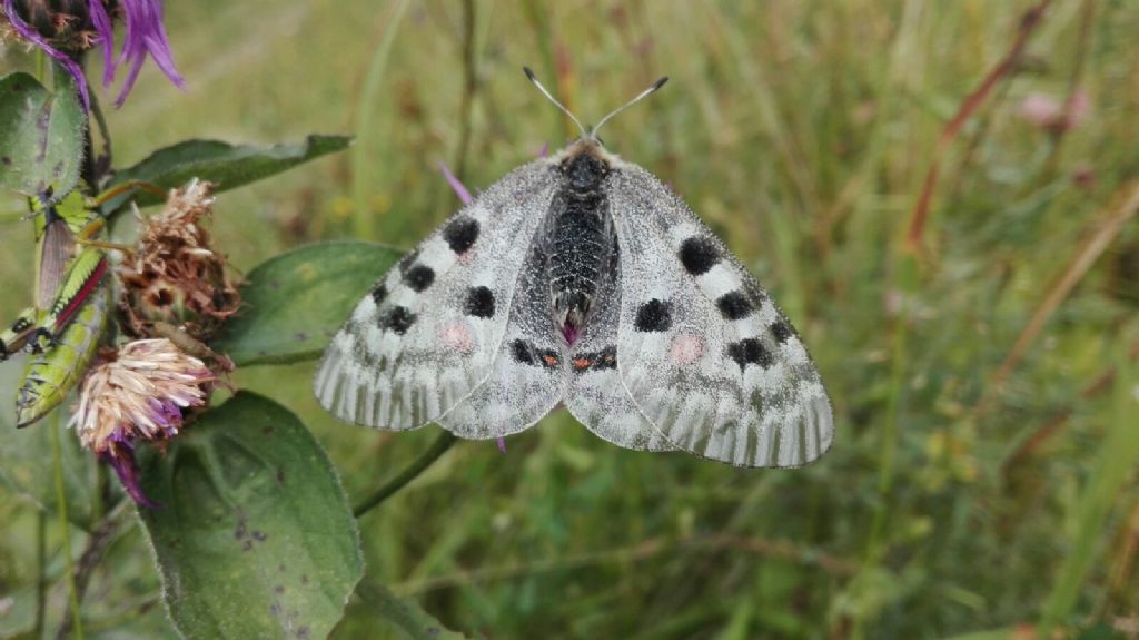 Farfalle da ID - Parnassius apollo e Lasiommata maera