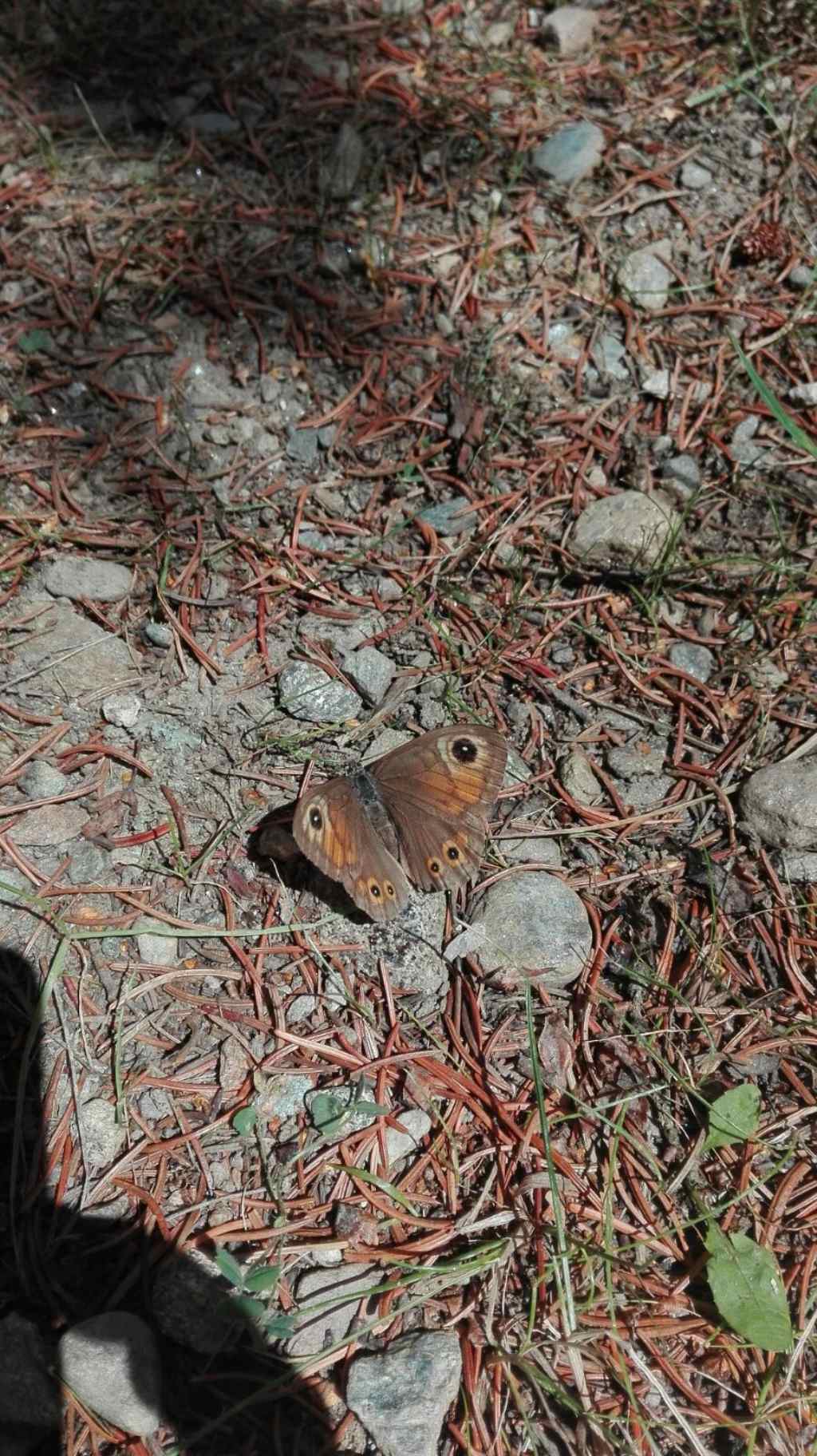 Farfalle da ID - Parnassius apollo e Lasiommata maera