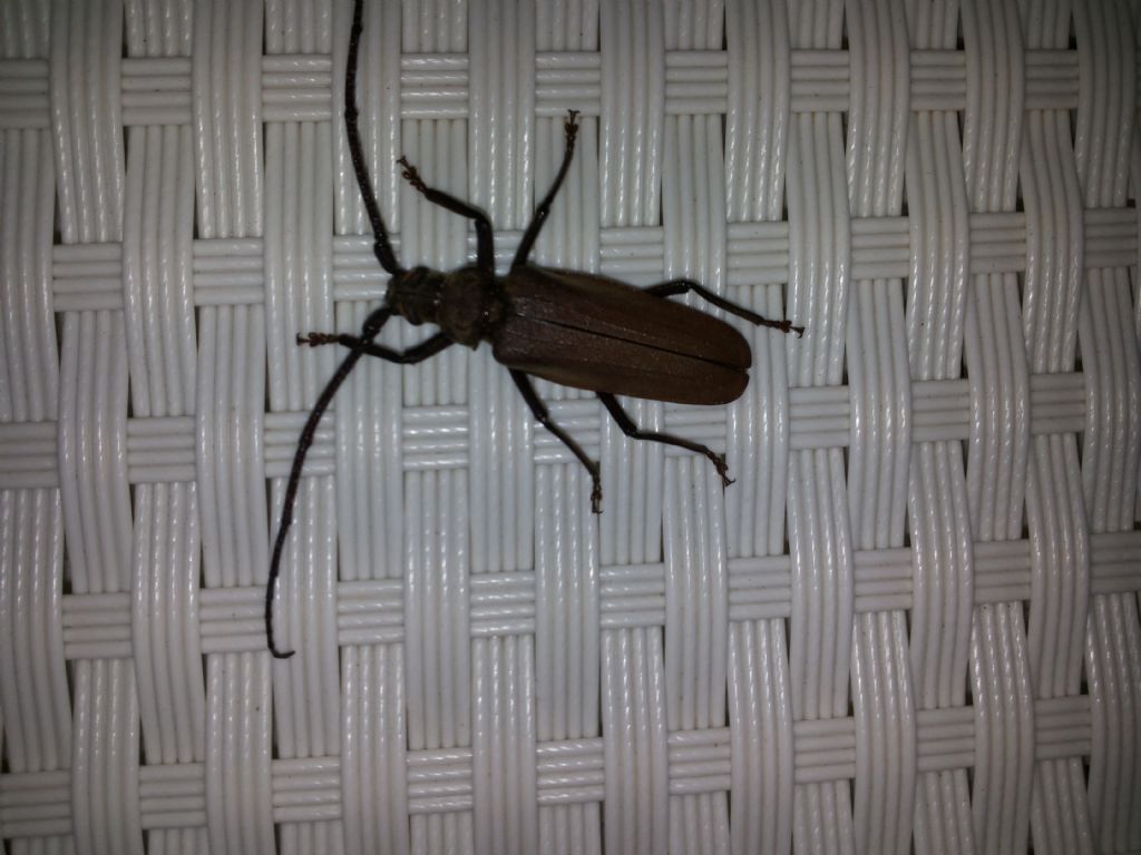 Cerambicidae:  Aegosoma scabricorne, maschio
