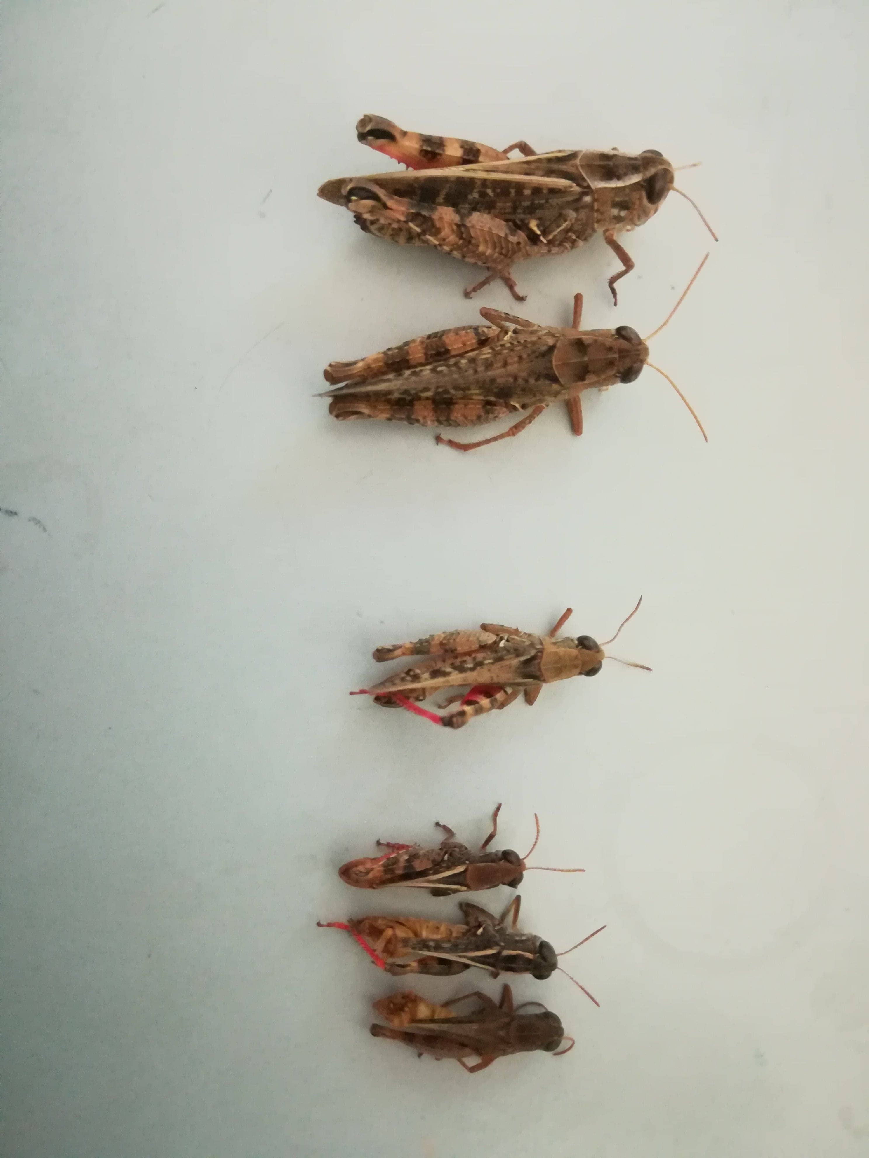 Calliptamus italicus
