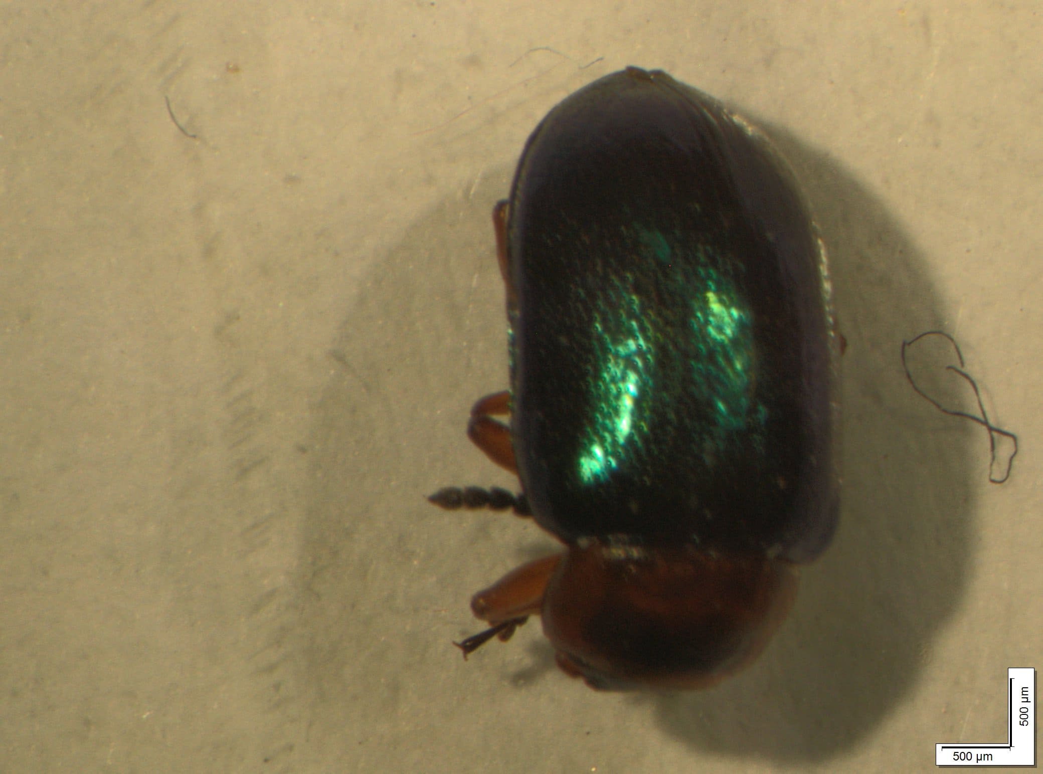 Chrysomelidae: Psylliodes chrysocephala var. kollaris?   No, Gastrophysa polygoni