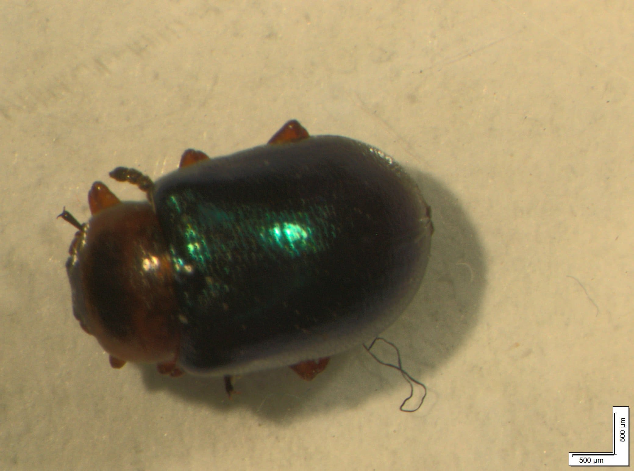 Chrysomelidae: Psylliodes chrysocephala var. kollaris?   No, Gastrophysa polygoni