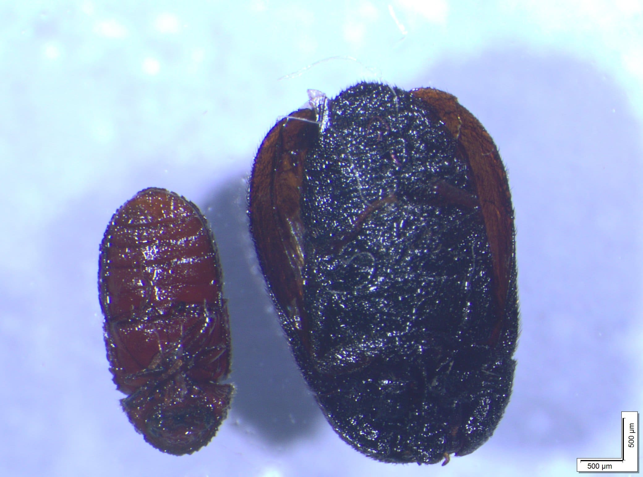 Coleotteri da ID (Stegobium spp. e Attagenus spp.) ?