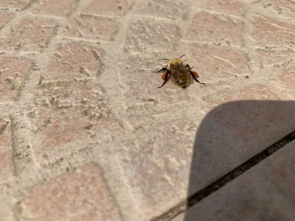 Andrena fulva? No, Bombus pascuorum