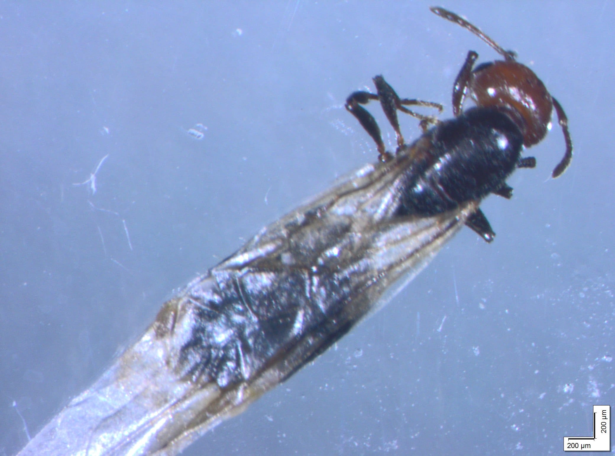 Camponotus spp.? Pi  probabile Crematogaster scutellaris