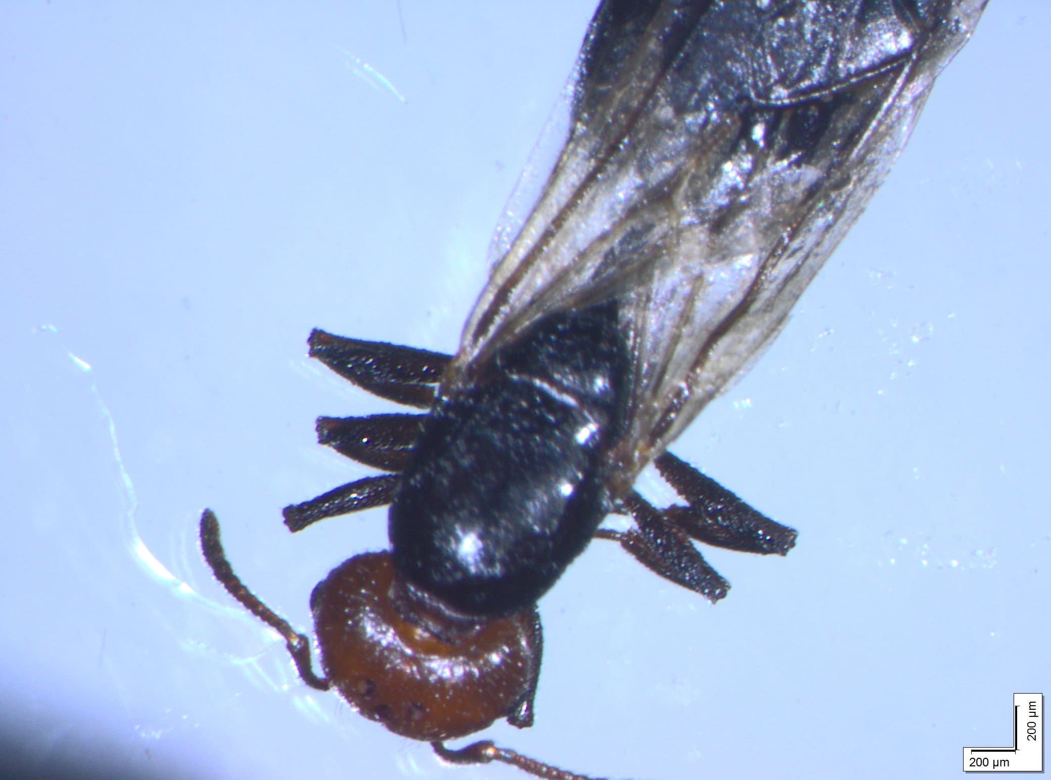 Camponotus spp.? Pi  probabile Crematogaster scutellaris