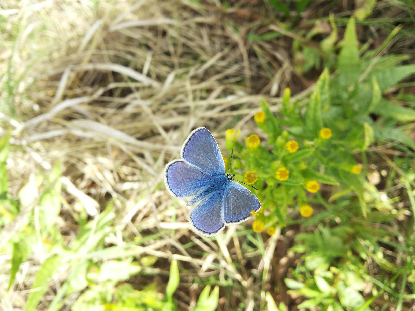 Lasiocampa quercus e Polyommatus icarus