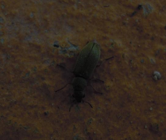 Piccolo coleottero da ID - Danacea sp. (Dasytidae)