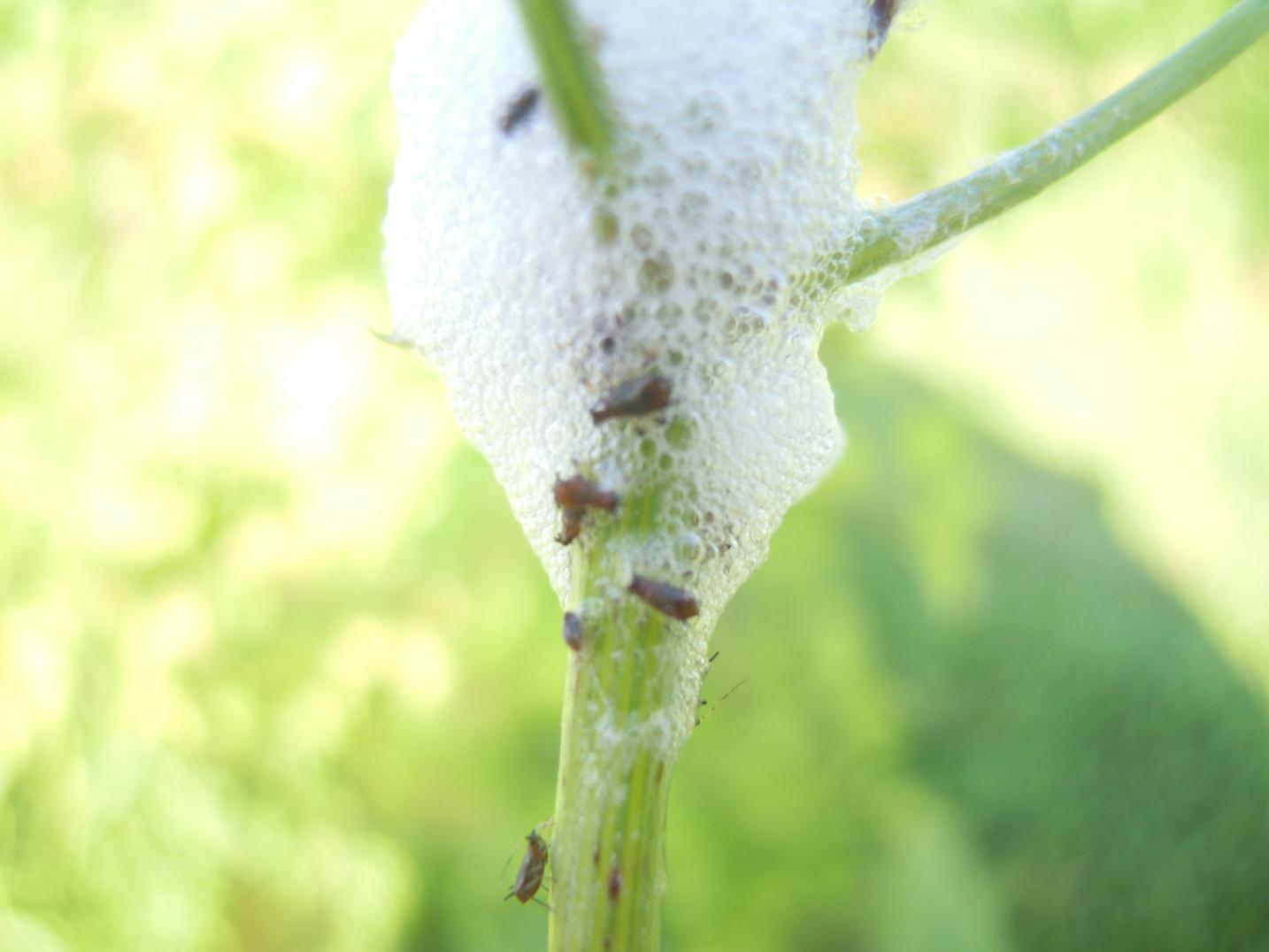 Philaenus spumarius?
