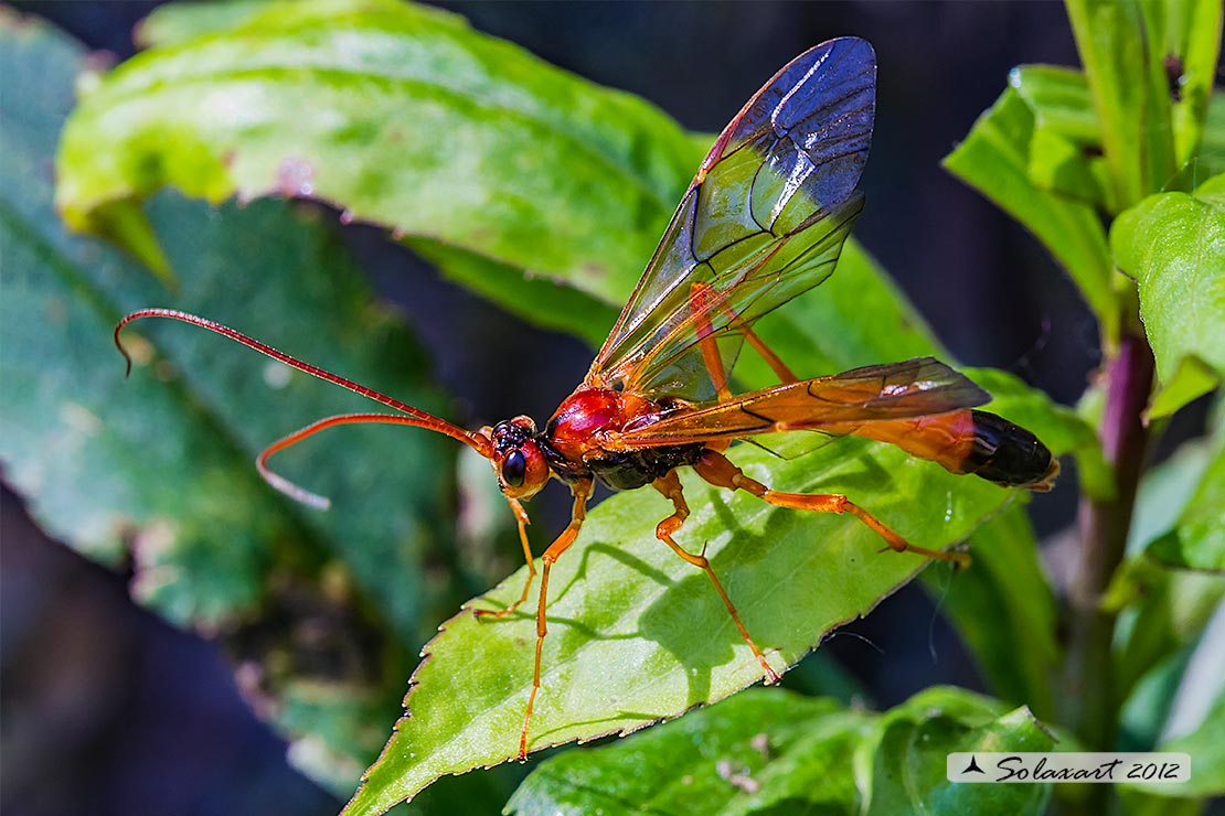 Ichneumonidae:  Opheltes glaucopterus?   S, femmina