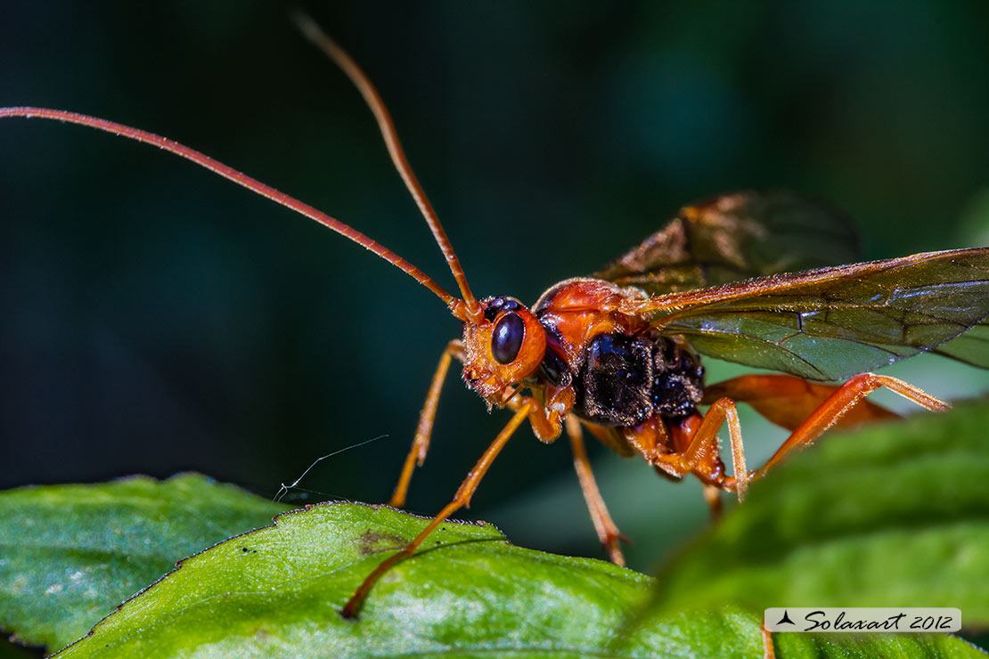 Ichneumonidae:  Opheltes glaucopterus?   S, femmina