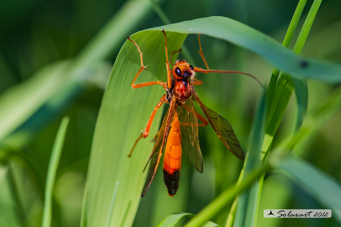 Ichneumonidae:  Opheltes glaucopterus?   S, femmina