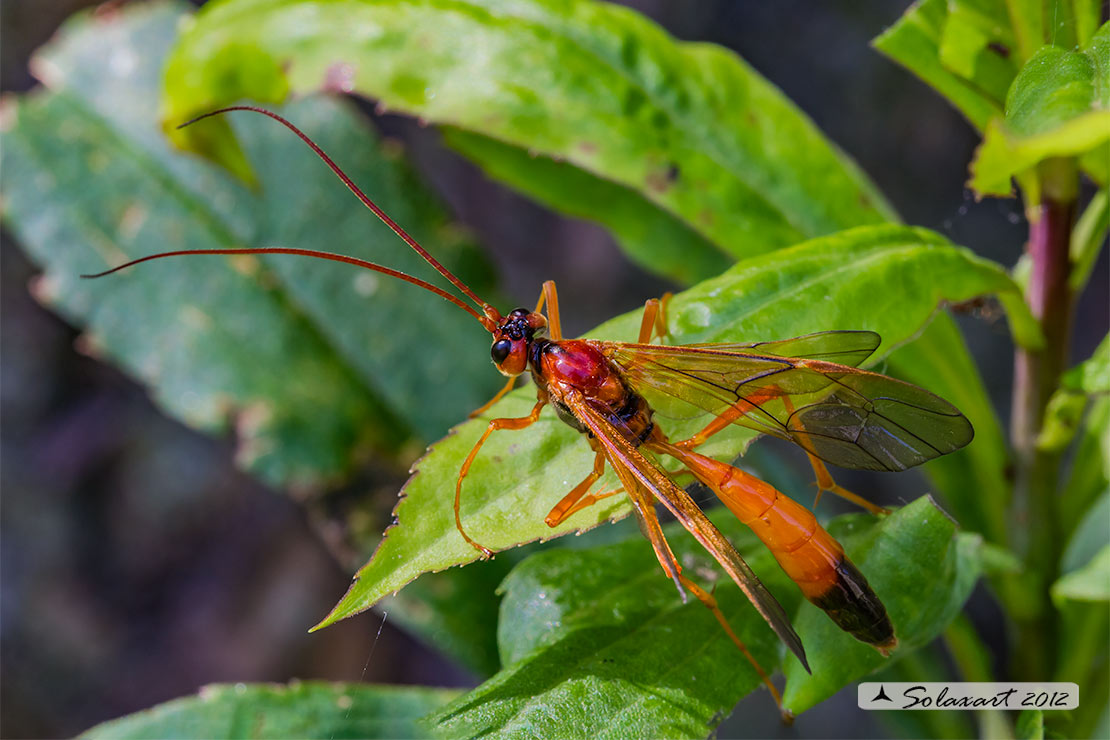 Ichneumonidae:  Opheltes glaucopterus?   S, femmina