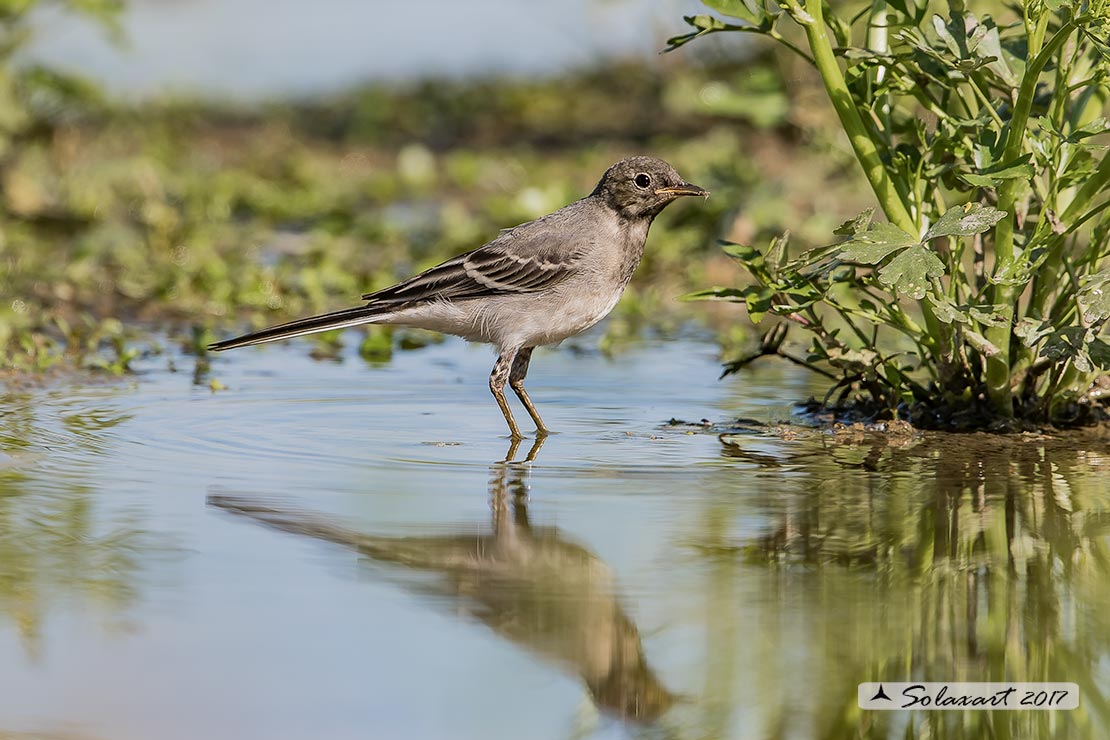 giovani esemplari di Ballerina bianca (Motacilla alba)