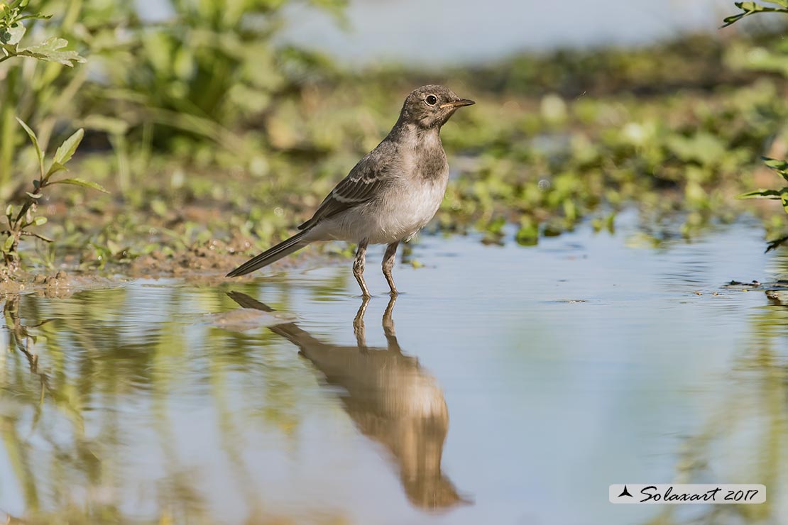 giovani esemplari di Ballerina bianca (Motacilla alba)