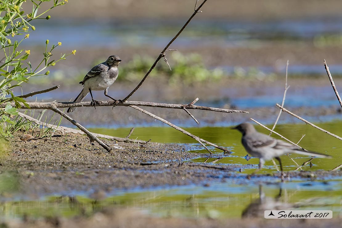 giovani esemplari di Ballerina bianca (Motacilla alba)