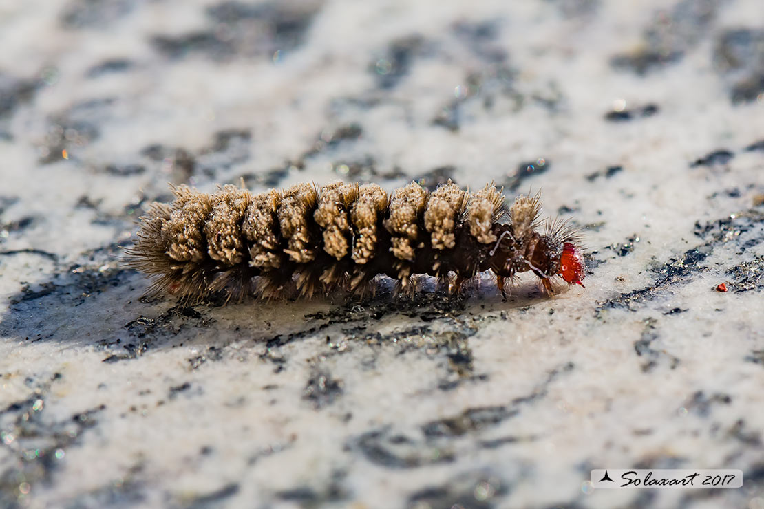 Bruco casalingo ???? Amata phegea - Erebidae Arctiinae