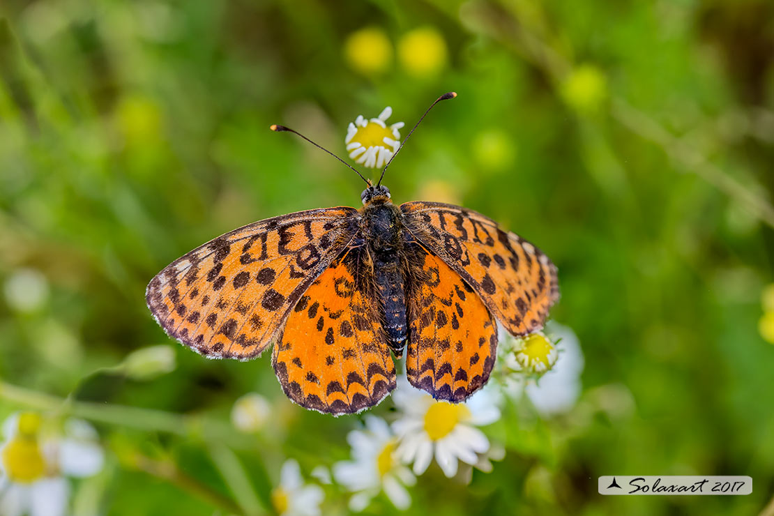 Melitaea didyma meridionalis
