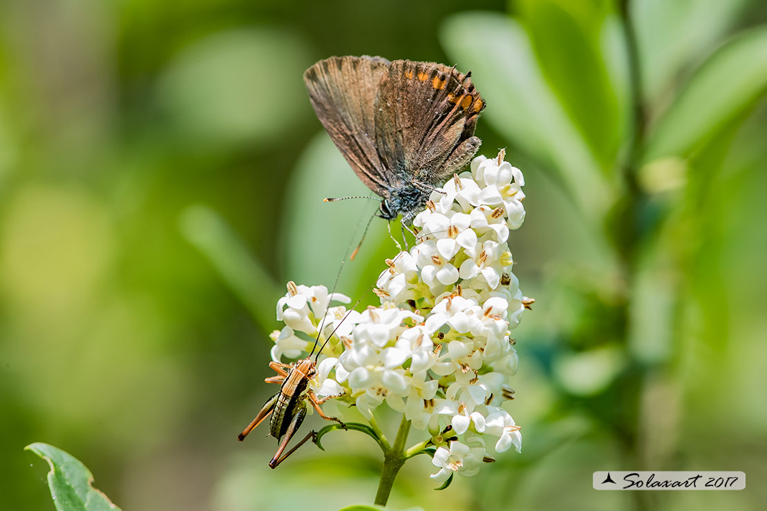 Satyrium ilicis, Lycaenidae