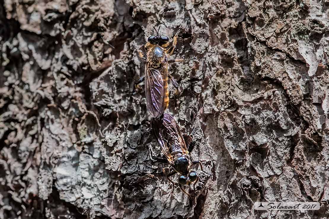 Asilidae: Pogonosoma maroccanum ?  No, Choerades  sp.