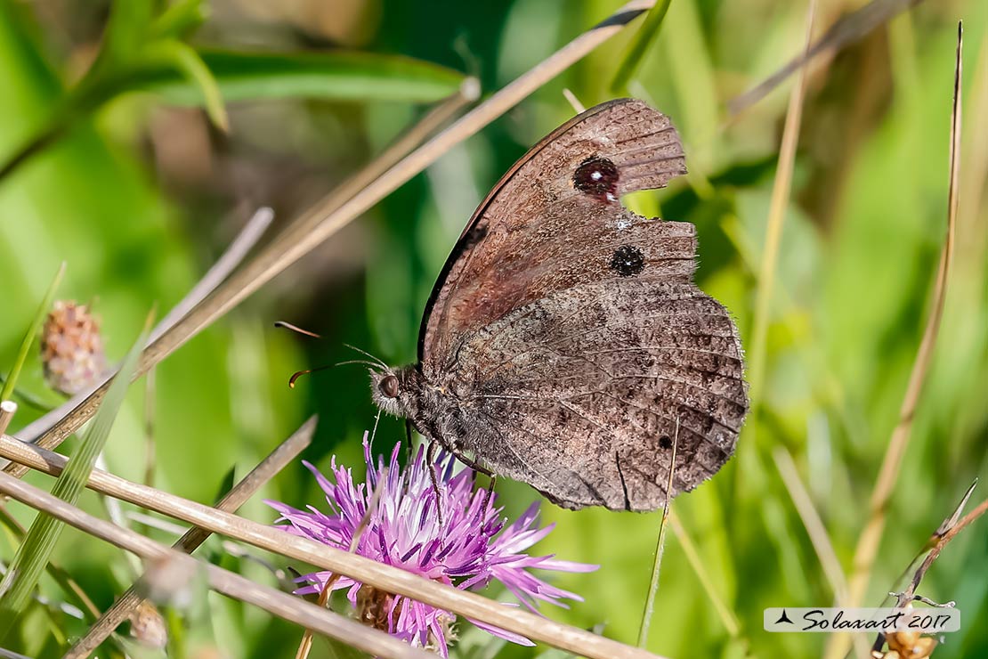 Minois dryas  (??). No, Satyrus ferula, Nymphalidae