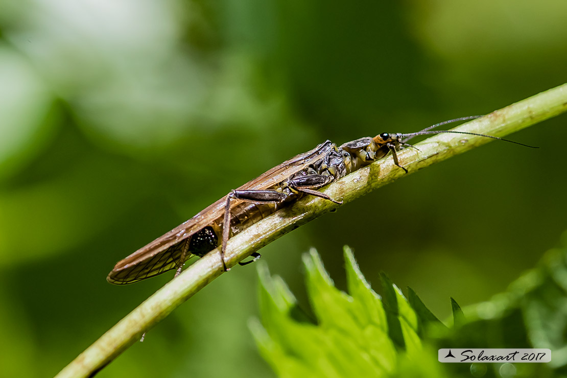 Perlidae: Perla cfr. grandis ?.....pi probabile Dinocras sp.