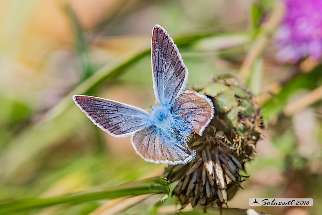 Lycaenidae - Aricia eumedon (???) No, Polyommatus (Agrodiaetus) damon