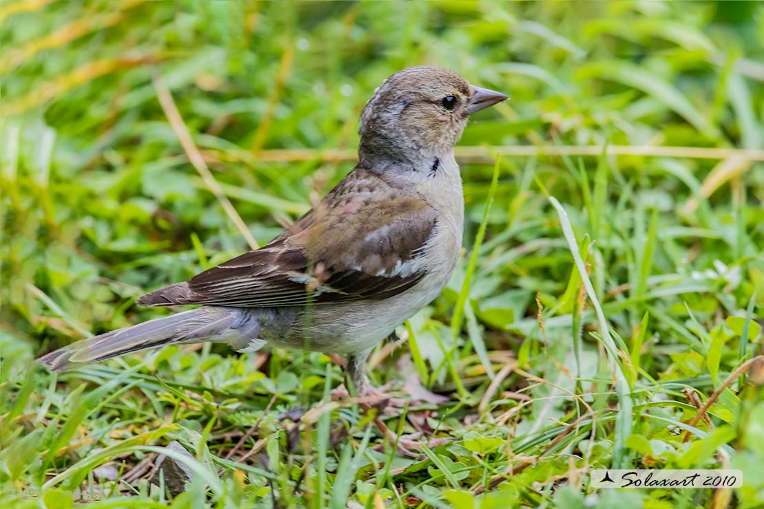 Fringuello  (Fringilla coelebs)  femmina immatura  (??)