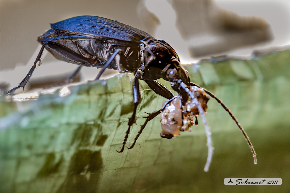 Eurycarabus genei ?? no. Carabus granulatus