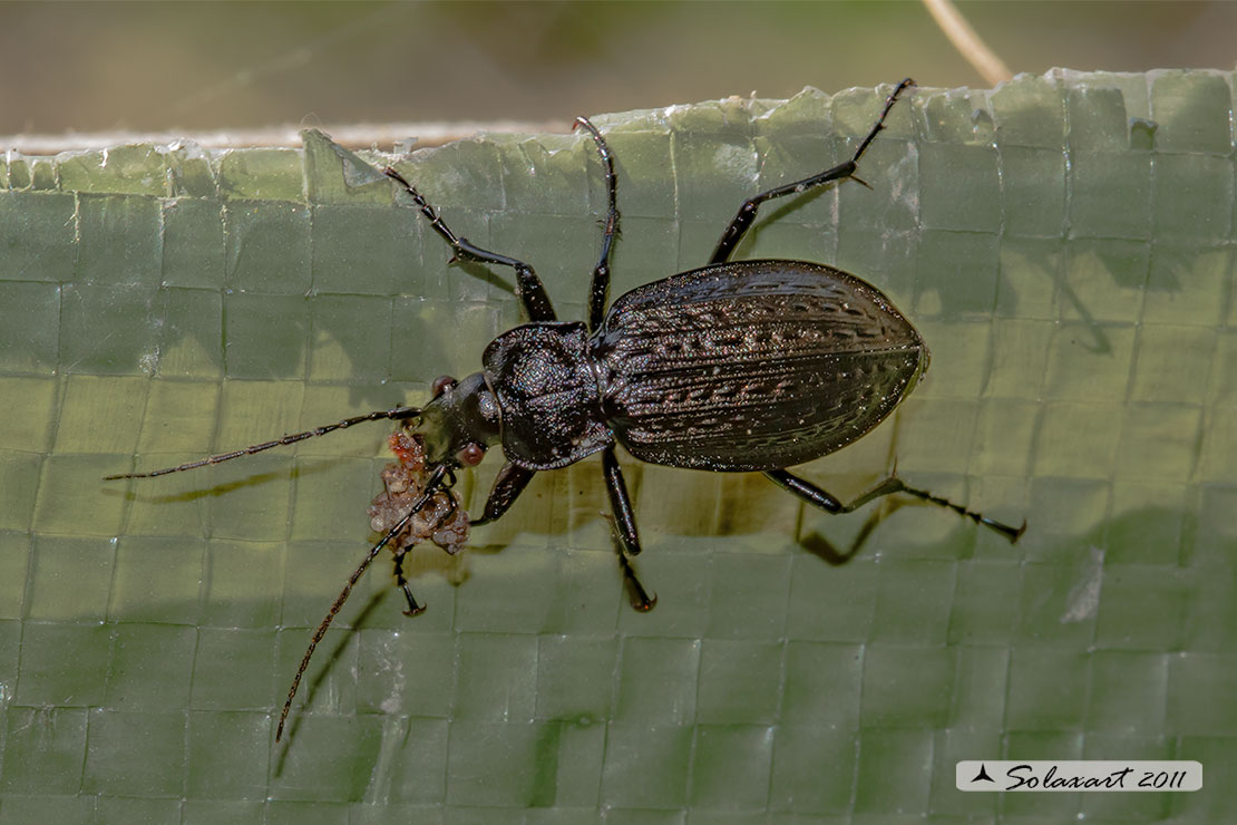Eurycarabus genei ?? no. Carabus granulatus