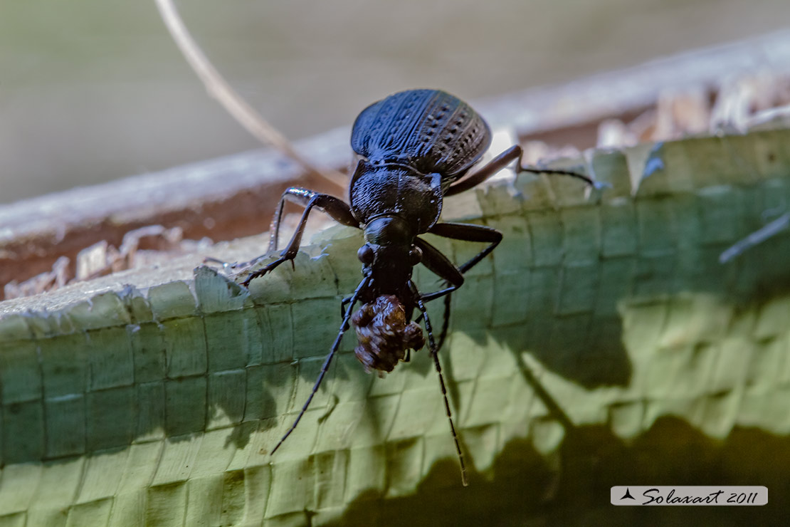 Eurycarabus genei ?? no. Carabus granulatus