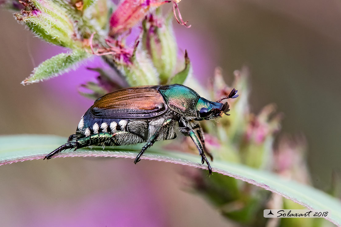 Melolonthidae  (Melolontha melolontha ?????) no, Rutelidae: Popillia japonica