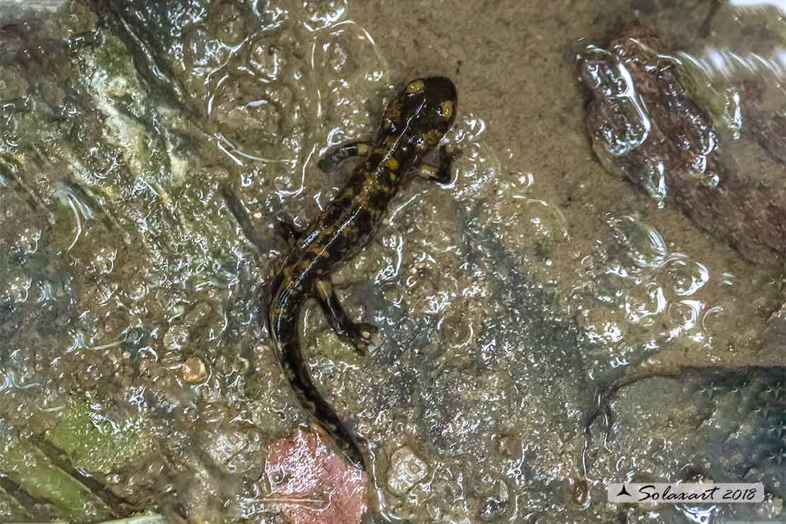 Triturus marmoratus  (???) Salamandra salamandra, larva