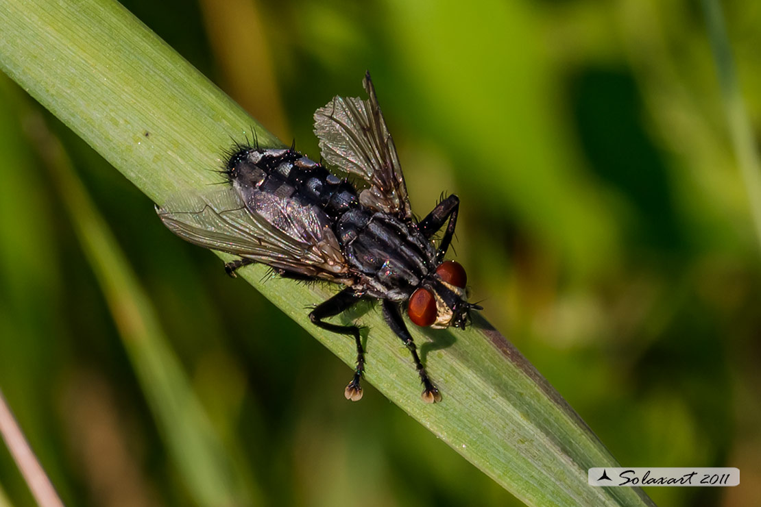Graphomya maculata ?  No, maschio di Sarcophaga sp.