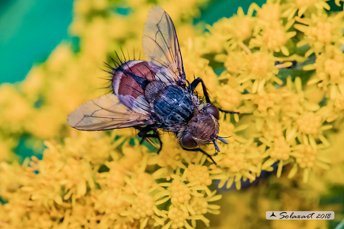 Tachinidae: Peleteria rubescens (cfr ???)... Trib Goniini: cfr. Gonia sp.