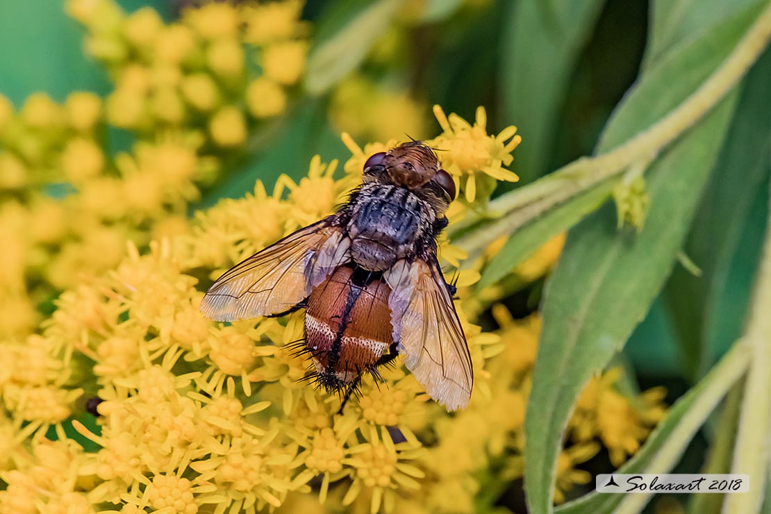 Tachinidae: Peleteria rubescens (cfr ???)... Trib Goniini: cfr. Gonia sp.