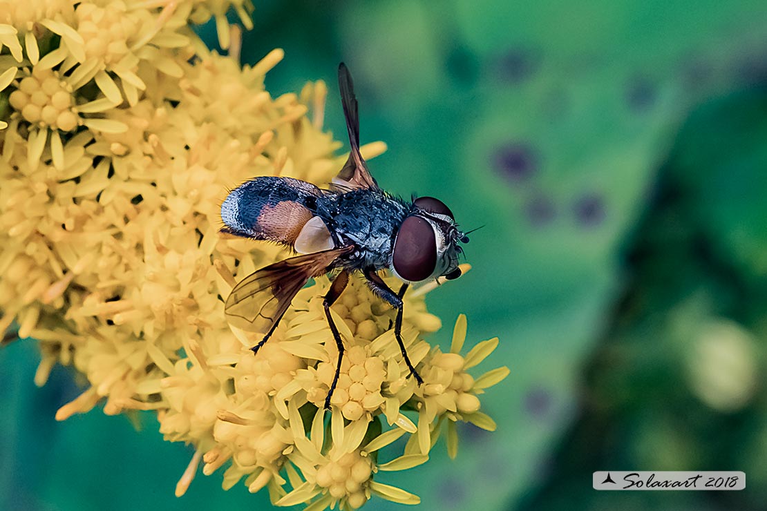 Tachinidae: Ectophasia sp.