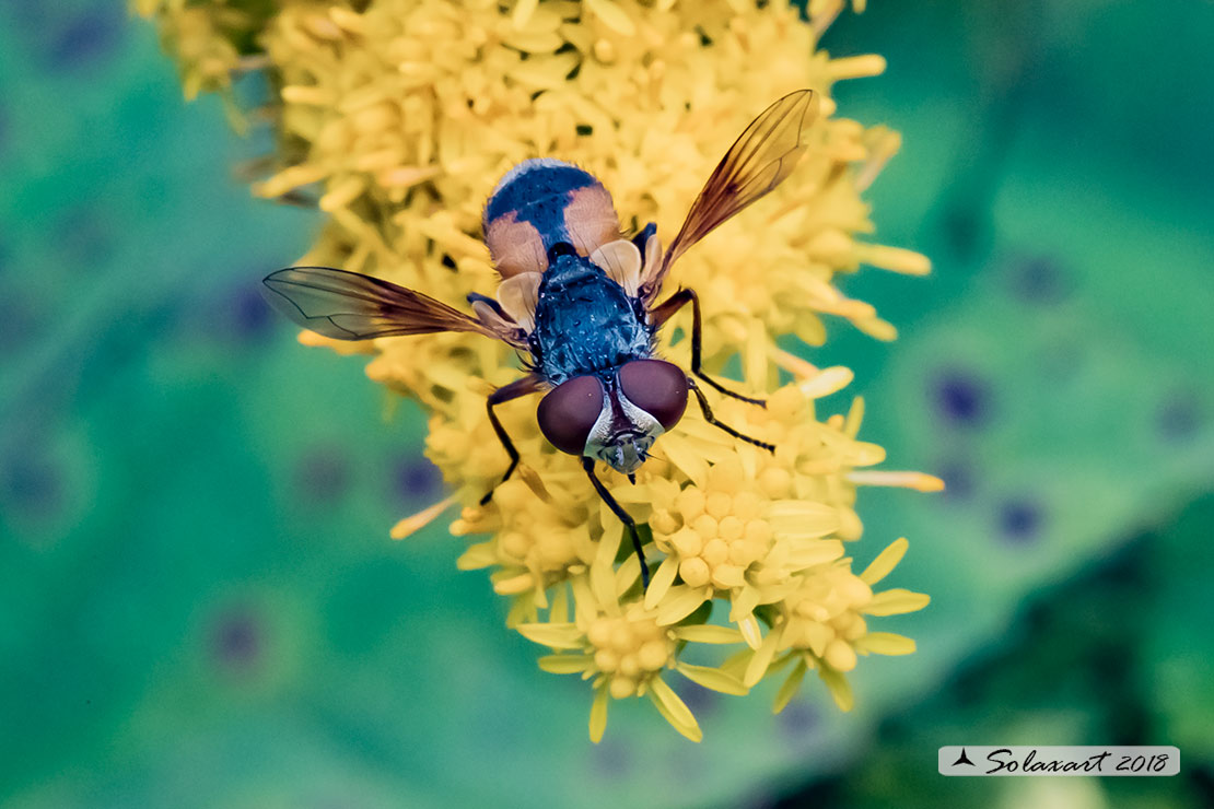 Tachinidae: Ectophasia sp.