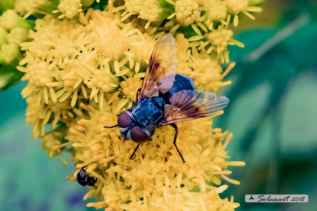 Tachinidae: Ectophasia sp.