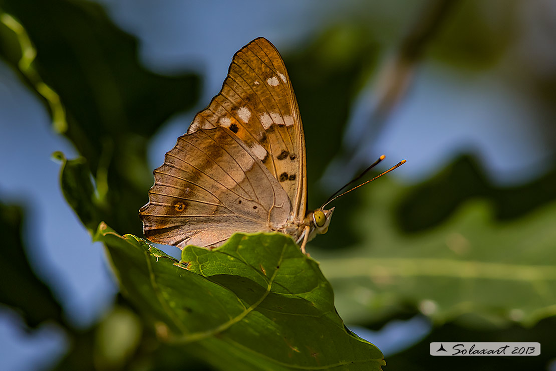 Nymphalidae - Apatura sp.?    S, Apatura ilia