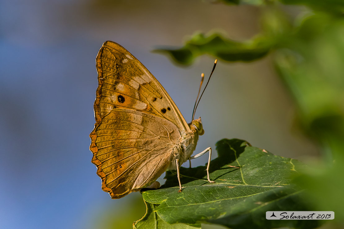 Nymphalidae - Apatura sp.?    S, Apatura ilia