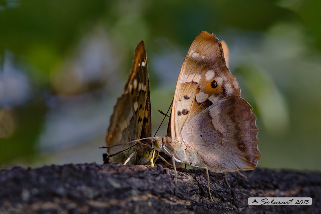 Nymphalidae - Apatura sp.?    S, Apatura ilia